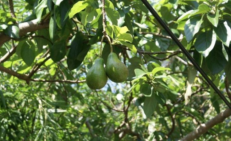 Το τρόφιμο που αγαπούν οι χίπστερ και πουλάει σαν τρελό