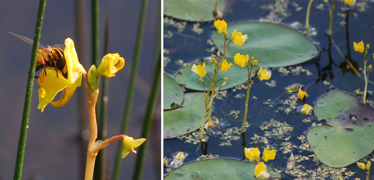 ddaofnnfnnaaoffoodeeww3