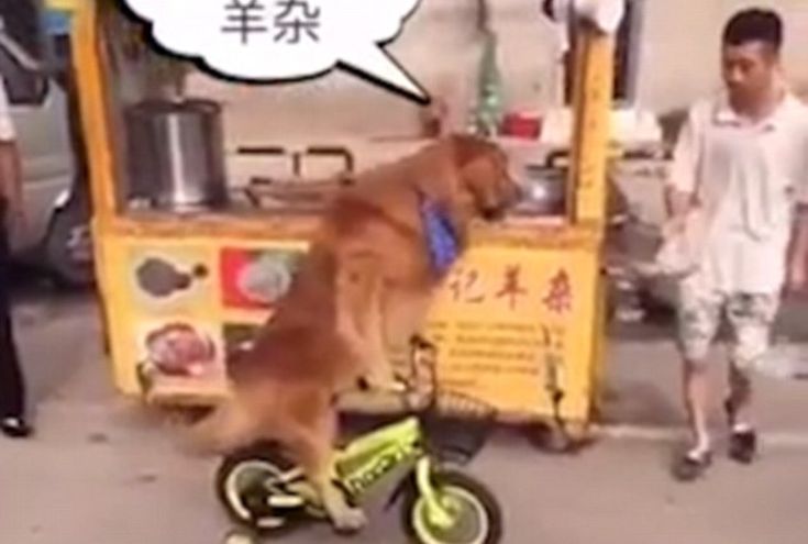 Ο απίστευτος σκύλος που κάνει… ποδήλατο