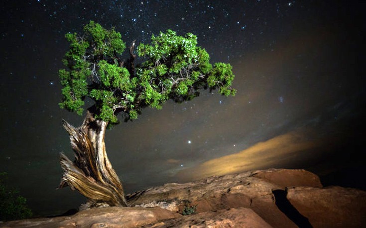 Τα πιο ηλικιωμένα δέντρα του κόσμου υπό τον έναστρο ουρανό
