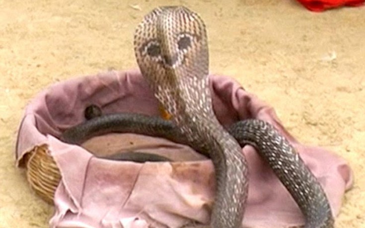 Το φίδι με το&#8230; πρόσωπο στην πλάτη έγινε ο σταρ ενός χωριού στην Ινδία
