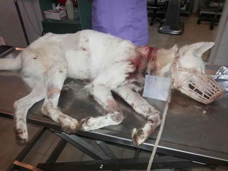 kakopoiisi_skylou_patra2