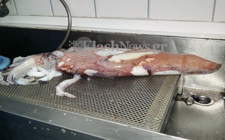 kalamaraki3 kalamaraki3