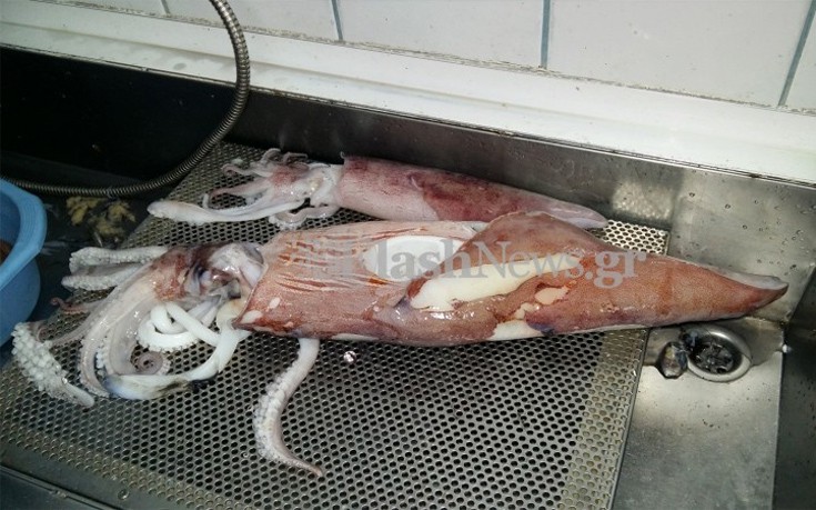 kalamaraki4 kalamaraki4