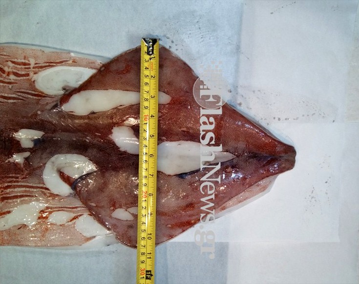 kalamaraki6 kalamaraki6