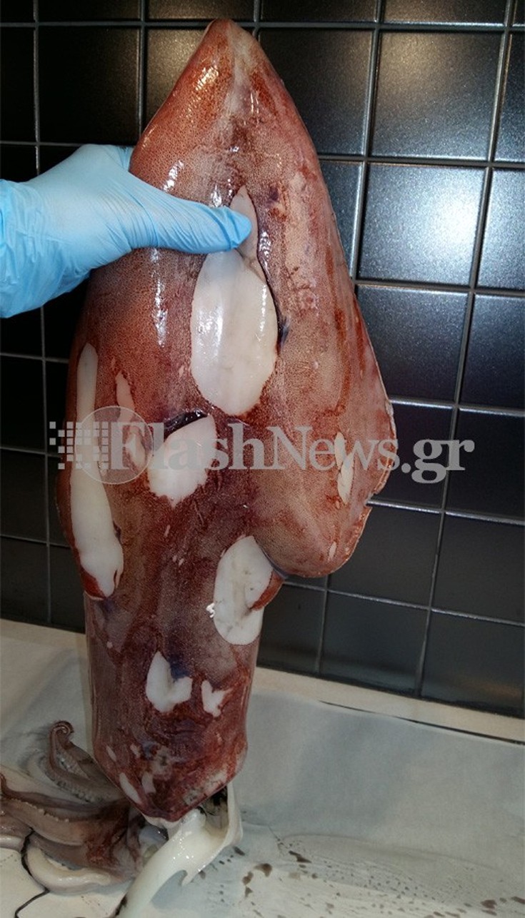 kalamaraki7 kalamaraki7