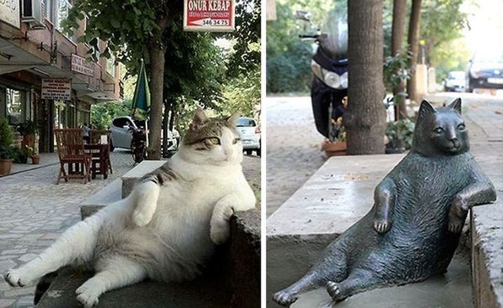 Η γάτα που πέθανε αλλά θα αράζει αιώνια στην Κωνσταντινούπολη