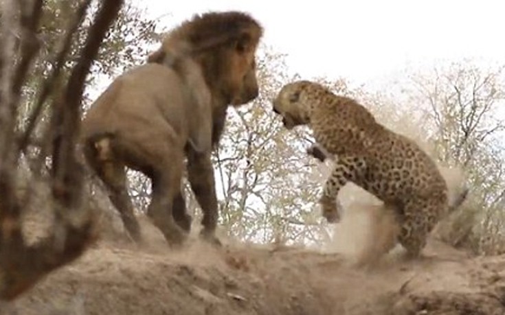 Λιοντάρι επιτίθεται σε κοιμισμένη λεοπάρδαλη