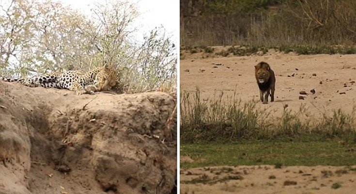 liontiger2 liontiger2