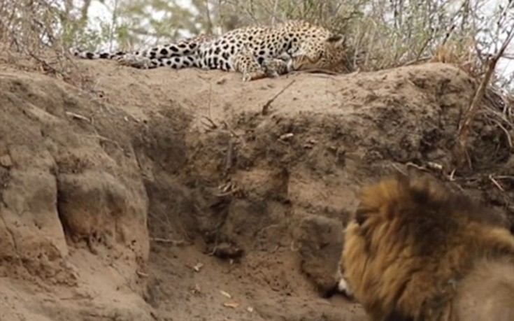 liontiger3 liontiger3