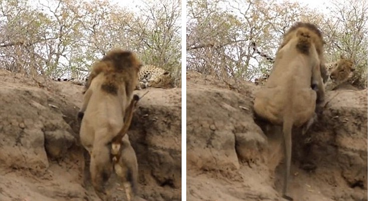 liontiger4 liontiger4