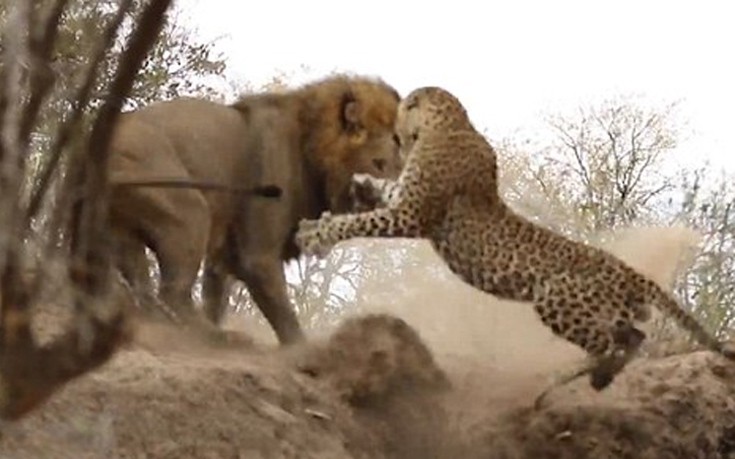 liontiger5 liontiger5