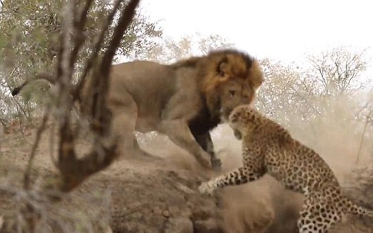 liontiger6 liontiger6