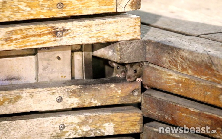 Συγκλονιστικές εικόνες με ποντίκια να κάνουν κατάληψη κάθε βράδυ στην πλατεία στο Μοναστηράκι