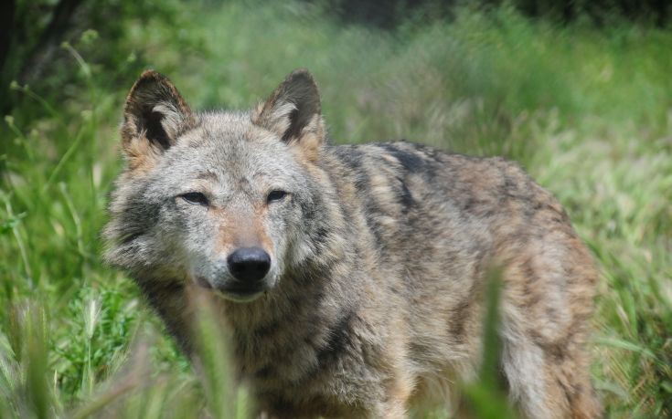 Απίστευτο σκηνικό στην Πάρνηθα: Λύκος άρπαξε σκύλο οικογένειας και χάθηκε στο δάσος