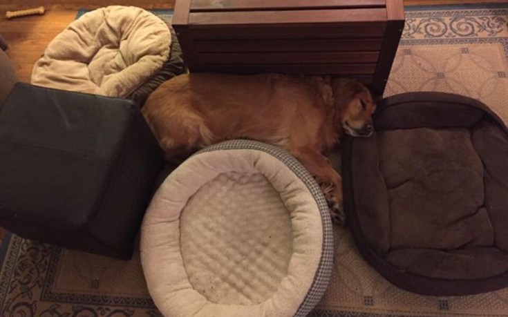 Σκύλοι που δεν ξέρουν να χρησιμοποιήσουν τα κρεβάτια τους