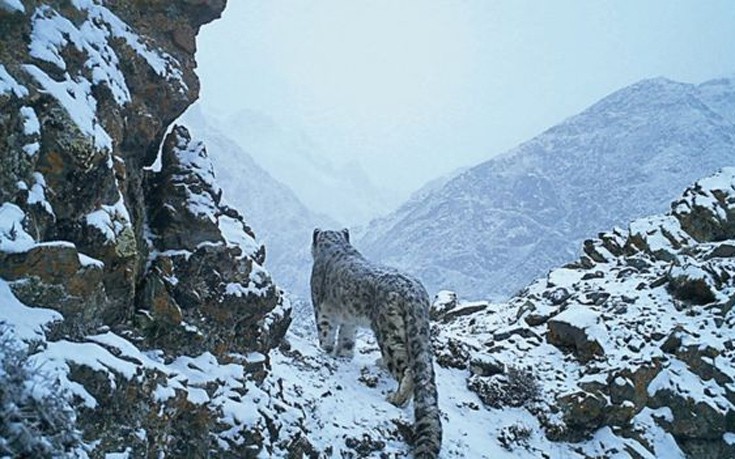 snowleopards2