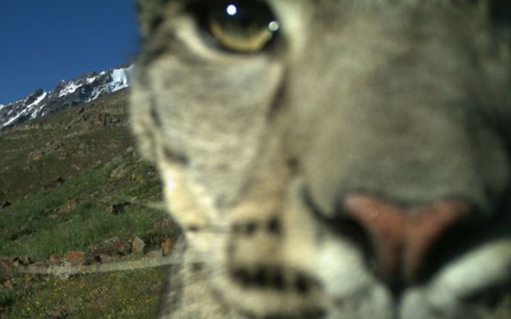 snowleopards6