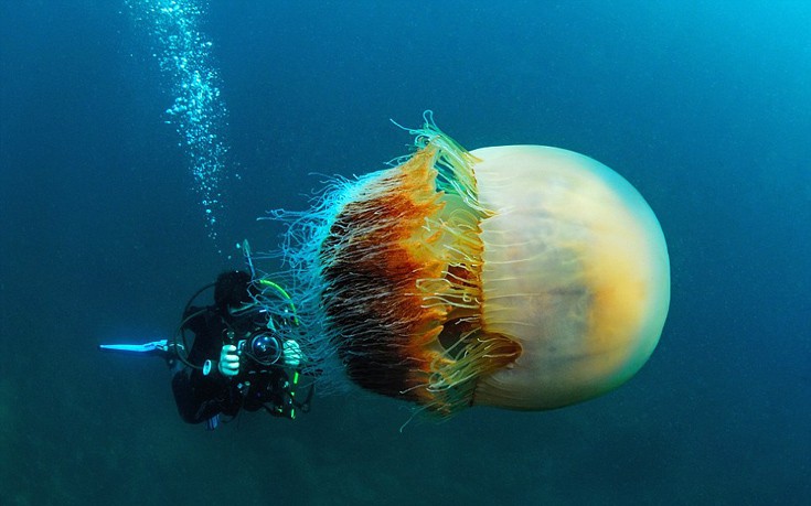 Υποβρύχιες φωτογραφίες αποκαλύπτουν τον&#8230; τρομακτικό κόσμο του ωκεανού
