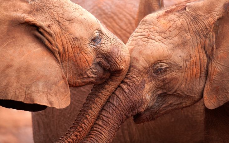 Καμπανάκι κινδύνου από το WWF για την εξαφάνιση των ζώων