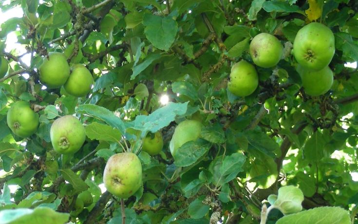 Η ιστορική μηλιά του Νεύτωνα θα αποκτήσει&#8230; απογόνους