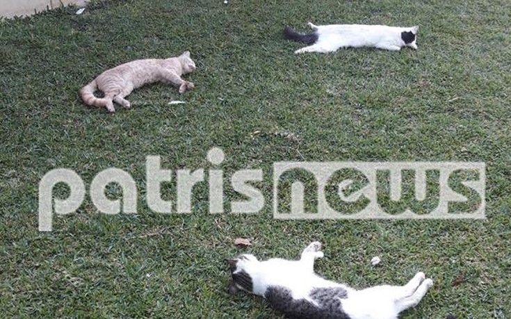 Βρήκαν τις γάτες τους νεκρές στην αυλή του σπιτιού τους