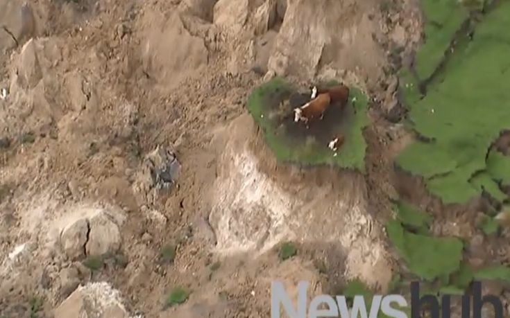 Τύχη βουνό για τρεις αγελάδες μετά τον σεισμό στη Ν. Ζηλανδία