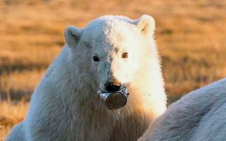 Πολικό αρκουδάκι με σφηνωμένη κονσέρβα στη μουσούδα