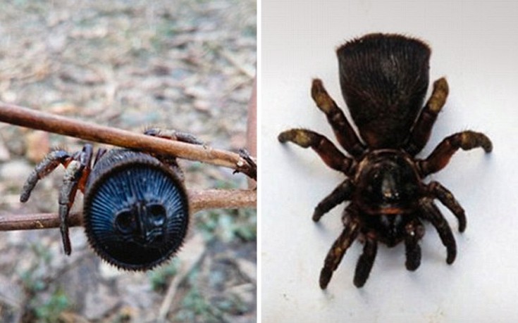 Η σπάνια «αρχαία» αράχνη που βρέθηκε στην Κίνα