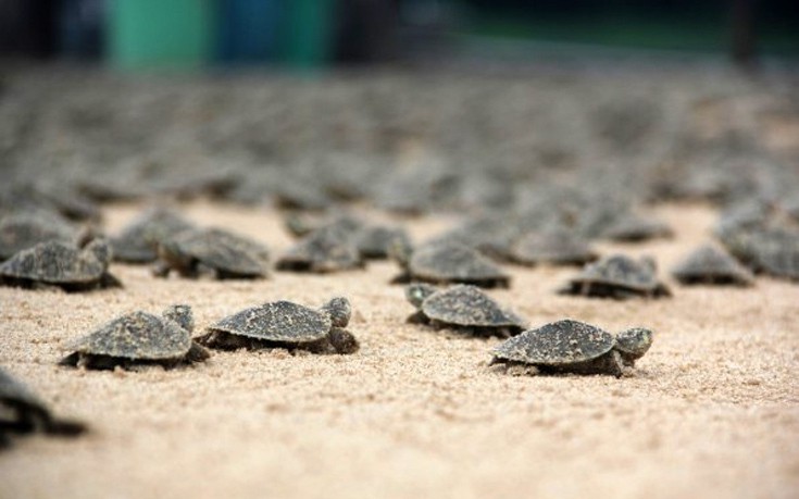 Το ταξίδι 17.000 μωρών χελωνών στο δρόμο προς την ελευθερία