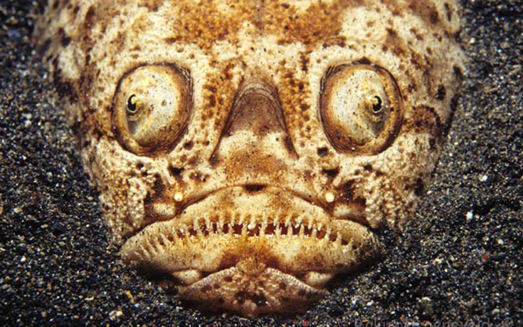 cutanimls15 cutanimls15