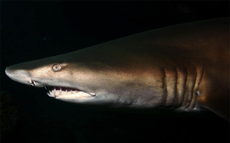 cutanimls16 cutanimls16