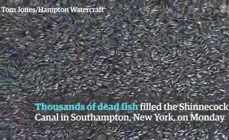 Τα χιλιάδες νεκρά ψάρια που κάλυψαν κανάλι της Νέας Υόρκης