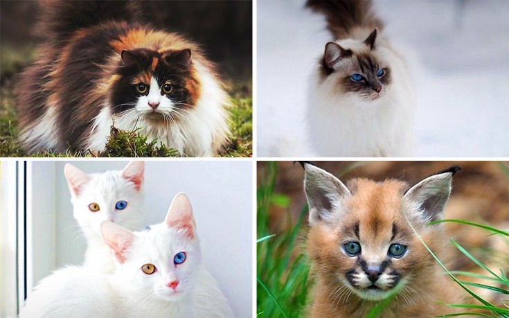 Όμορφες και&#8230; άσχημες γάτες που κοστίζουν μια περιουσία