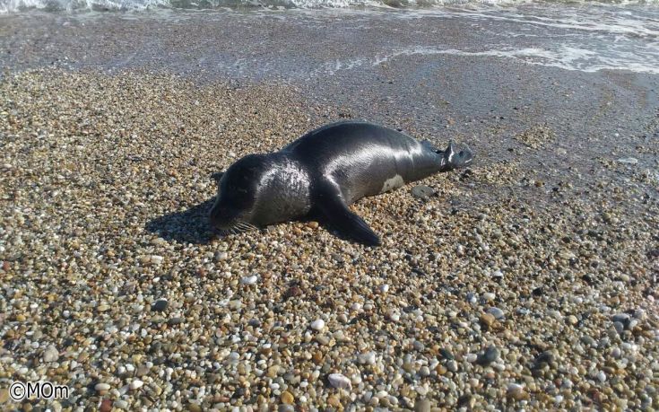 Νεογέννητη φώκια στη Σιθωνία λιάζεται στην παραλία