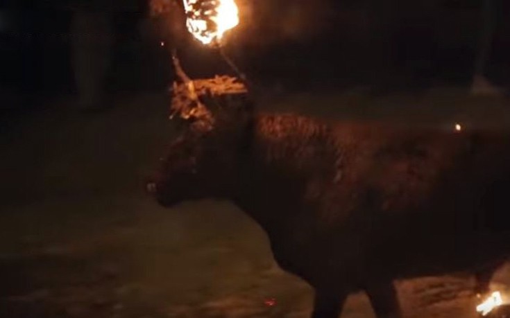 Έβαλαν φωτιά σε ζωντανό ταύρο στην Ισπανία