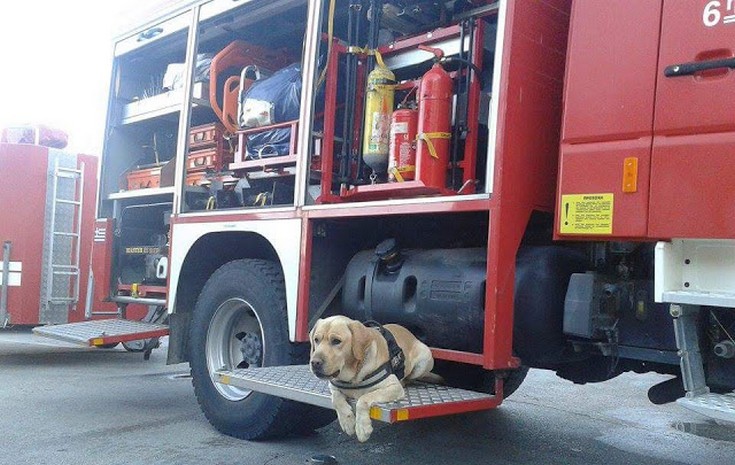 Ο σκύλος της 6ης ΕΜΑΚ Πατρών βρήκε την 83χρονη που εξαφανίστηκε στην Ζαχάρω
