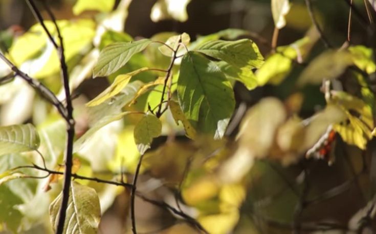 Βιονικό σπανάκι ανιχνεύει εκρηκτικά