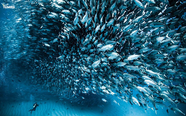 tardafsvd3 tardafsvd3