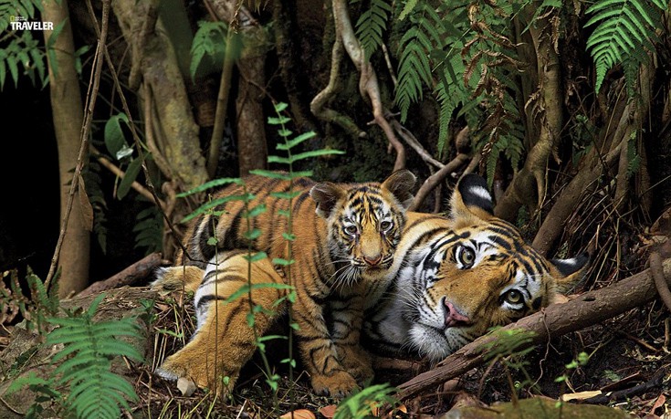 tardafsvd4 tardafsvd4