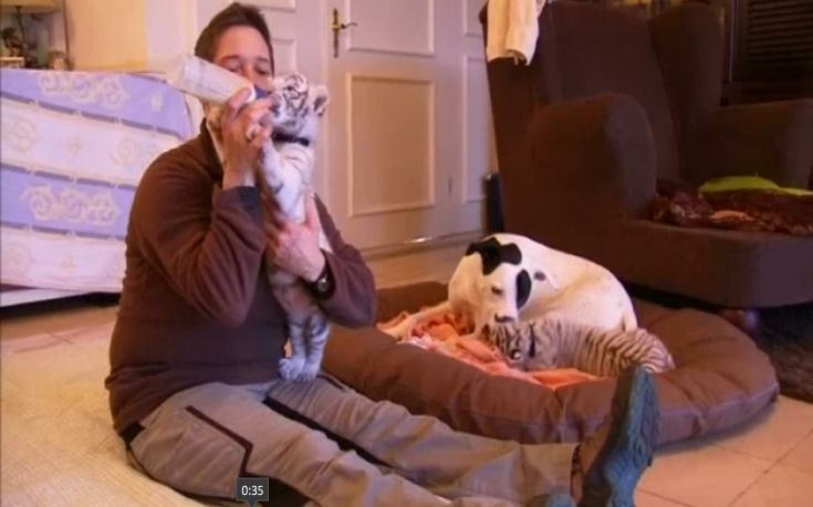 Ο σκύλος που υιοθέτησε δύο τιγράκια