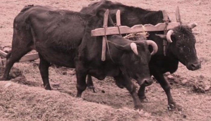 Εντόπισαν την εξαφανισμένη ορεινή φυλή βοοειδών της Κρήτης;