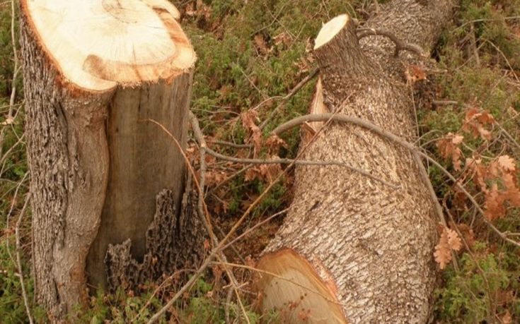 Πήγε να κόψει ξύλα και καταπλακώθηκε από δέντρο