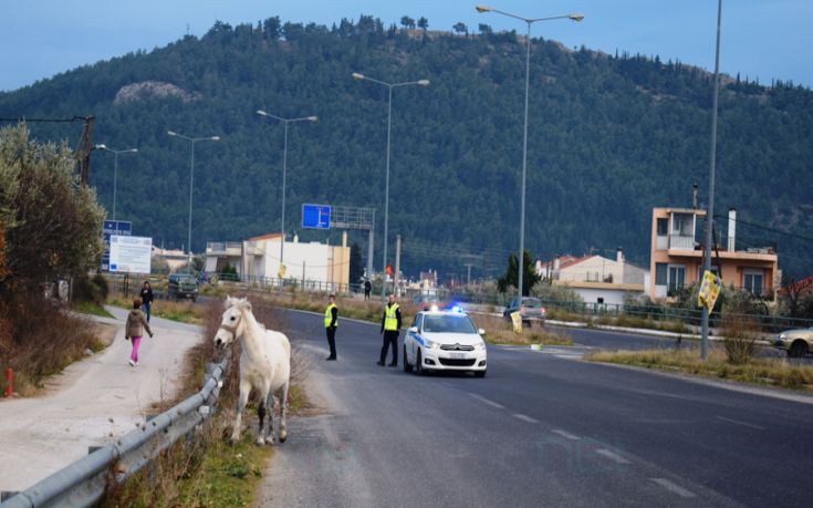 Άλογο στον περιφερειακό Βόλου κινητοποίησε την τροχαία