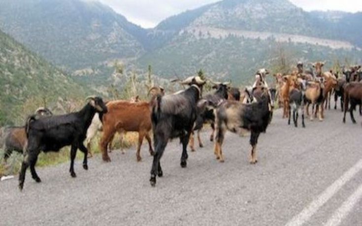 Έκλεβε κατσίκες από στάνη γειτονικού χωριού