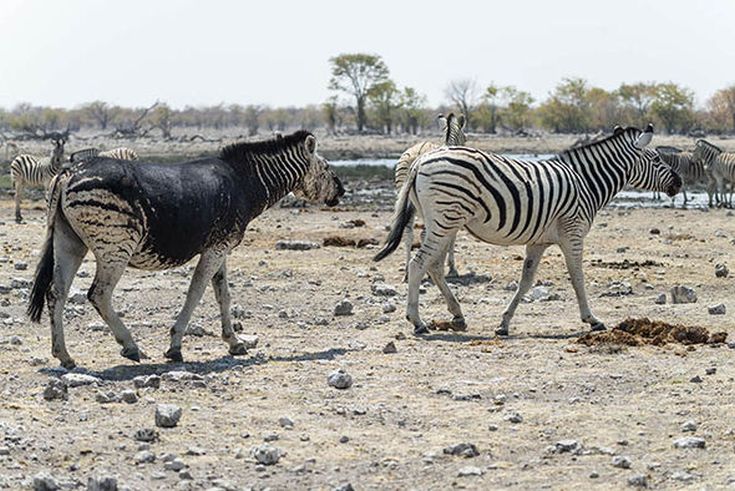 Black-zebra-747487