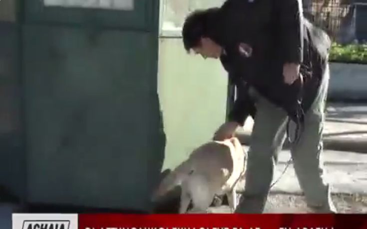 Οι… τετράποδοι συνεργάτες της Ελληνικής Αστυνομίας