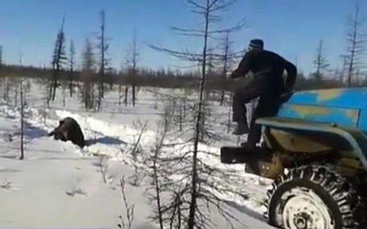 Δύο φορτηγά κυνήγησαν και πάτησαν μία αρκούδα στη Ρωσία