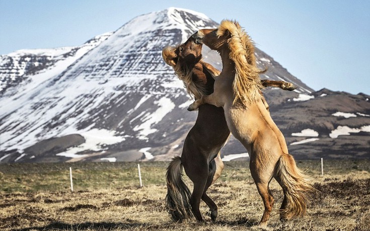Φωτογραφίες από τα άγρια άλογα της Ισλανδίας