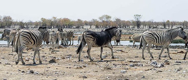 black-zebra-stripes-747486 - Copy